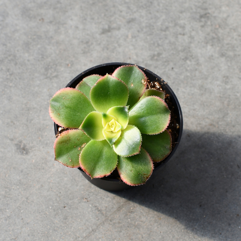 Aeonium haworthii cv. Kiwi