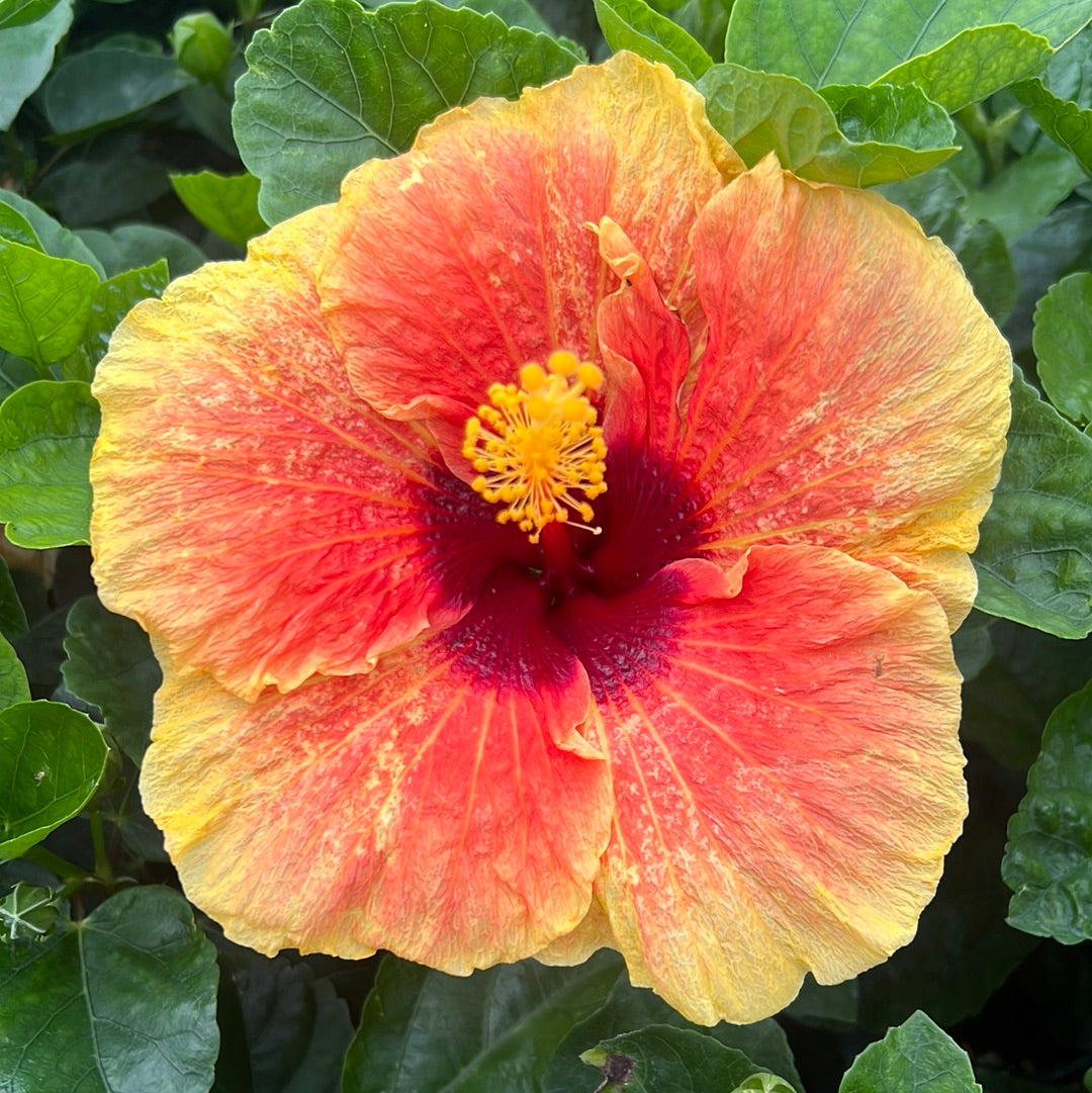 Hibiscus rosa-sinensis 'Avery's Candy Corn