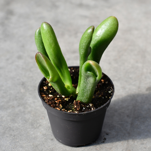 Crassula ovata "Gollum"