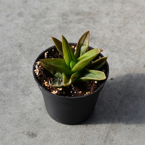 Aloe cv. Black gem f. variegata