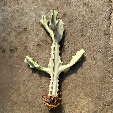 Euphorbia lactea cv. White Ghost