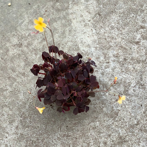 Oxalis articulata Burgundy yellow