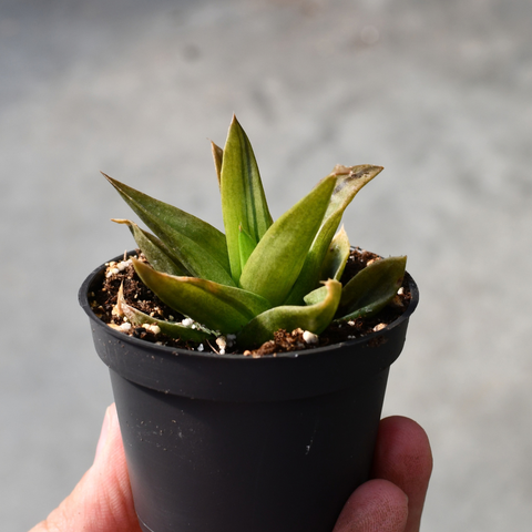 Aloe cv. Black gem f. variegata