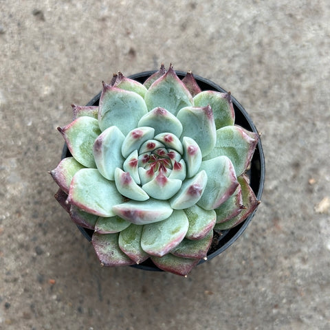 Echeveria 'Chihuaensis