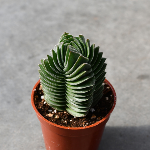 Crassula 'Buddha's Temple'