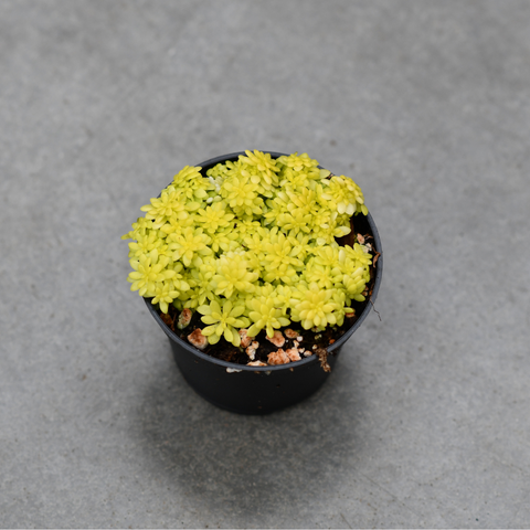 Sedum hispanicum "Aureum"