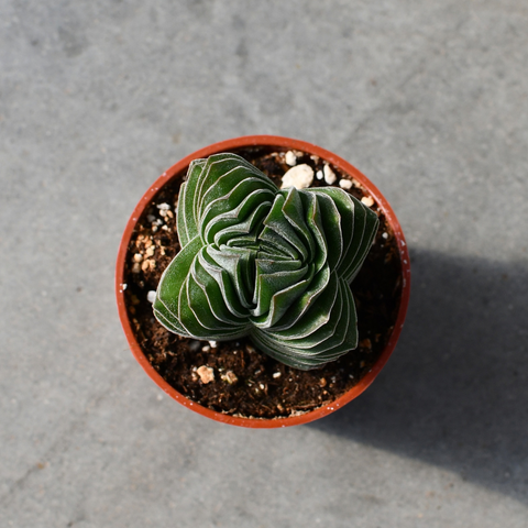 Crassula 'Buddha's Temple'