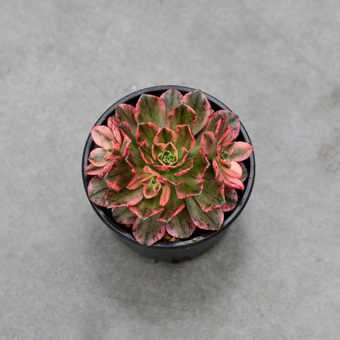 Aeonium 'Sweet Tea' f. variegata