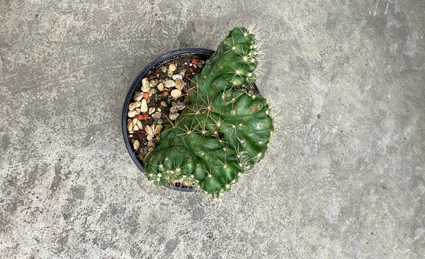 Echinocereus Maritimus cristata – Serres Lavoie