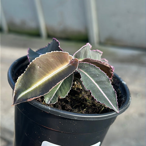 Labisia pumila 'Electric Pink'