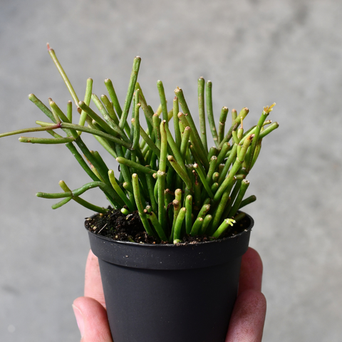 Rhipsalis clavata