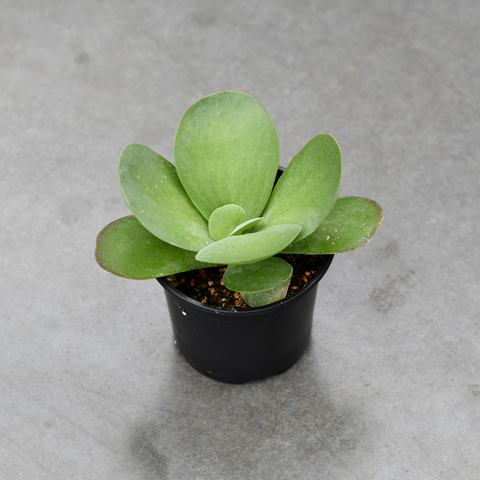 Kalanchoe thyrsiflora "Flapjacks"