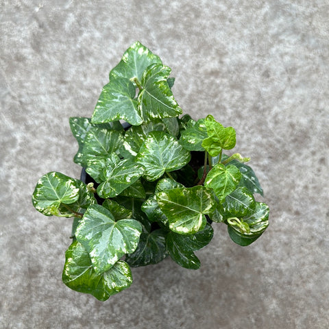 Hedera helix 'Kolibri'