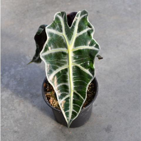 Alocasia amazonica polly