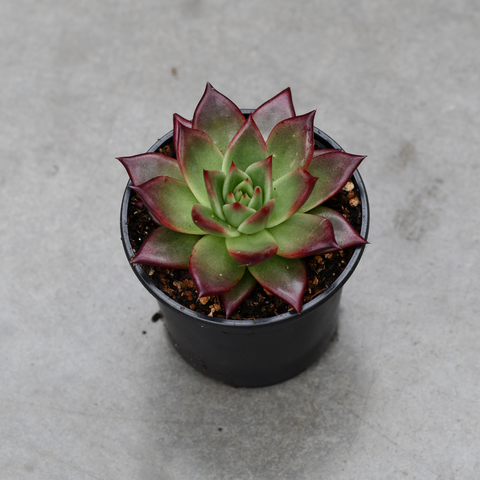Echeveria agavoides 'Roca'