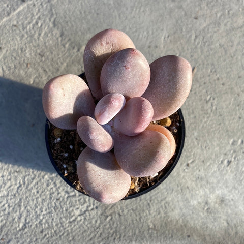 blue haze succulent Pachyphytum blue haze – Serres Lavoie