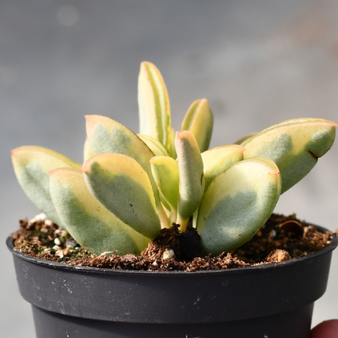 Peperomia dolabriformis f. variegata