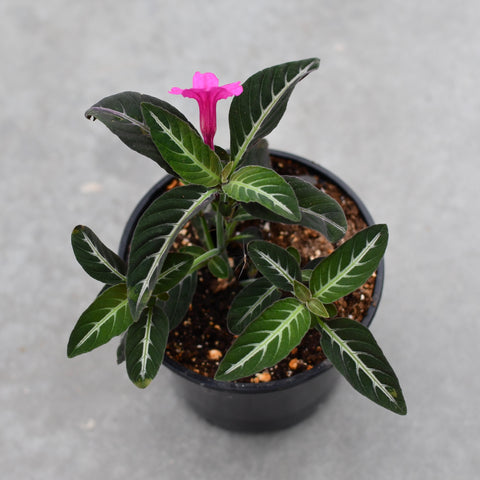 Ruellia makoyana