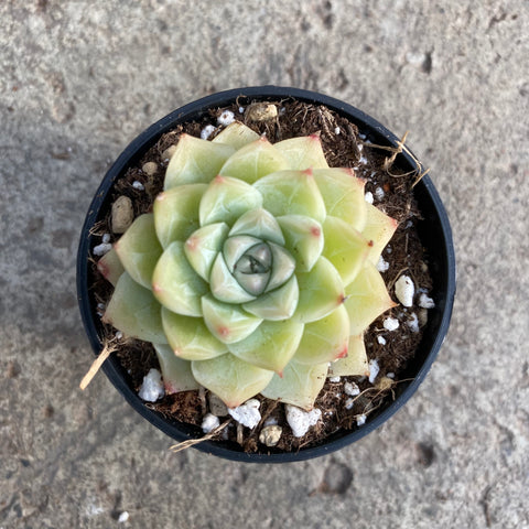 Echeveria 'White Queen' 