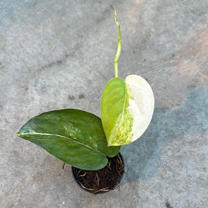 Ouvrir l&#39;image dans le diaporama, Scindapsus jade satin variegata
