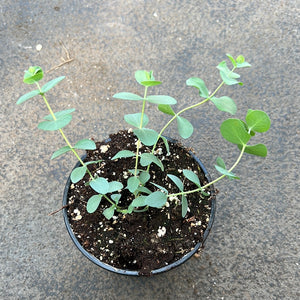 Ouvrir l&#39;image dans le diaporama, Eucalyptus pulverulenta &#39;Baby blue&#39;

