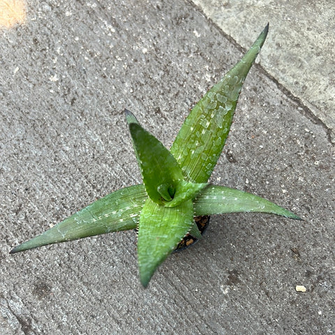 Aloe ukambensis
