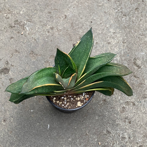 sansevieria nitida Gasteria nitida marginata – Serres Lavoie