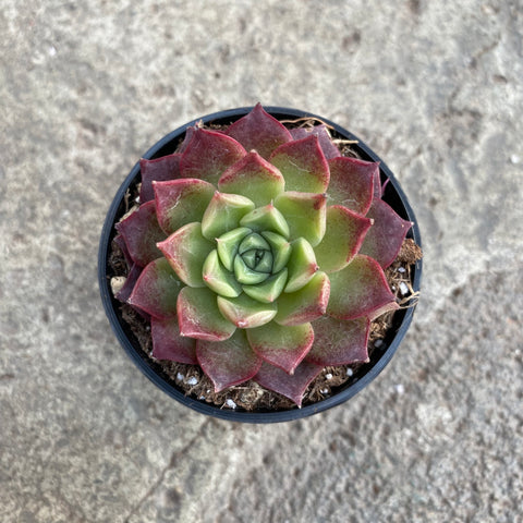 Echeveria 'Ice swan'