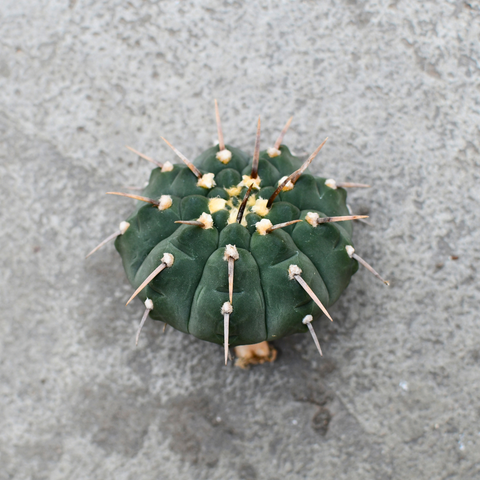 Gymnocalycium bodenbenderianum
