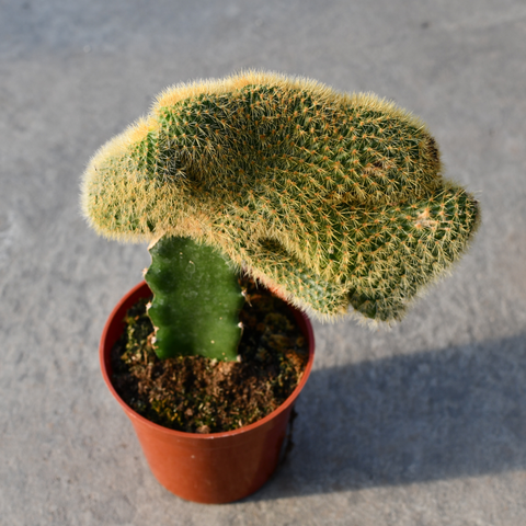 Cleistocactus winteri cristata variegata 