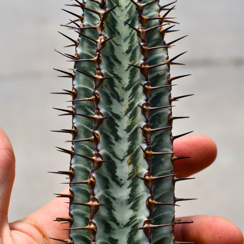 Euphorbia confinalis ssp. rhodesia 