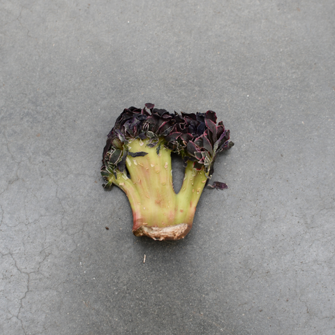 Aeonium 'Godess' variegata cristata