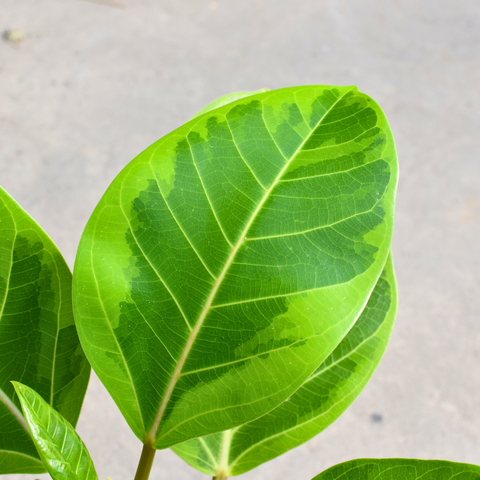 Ficus altissima 'Yellow Gem'