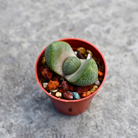 Pleiospilos nelii