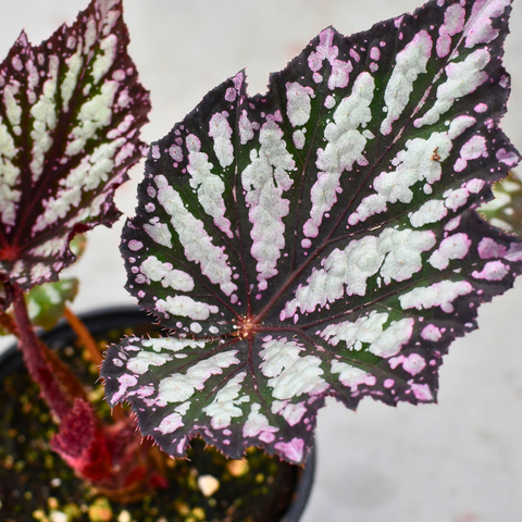 Begonia rex 'Summer Storm' 