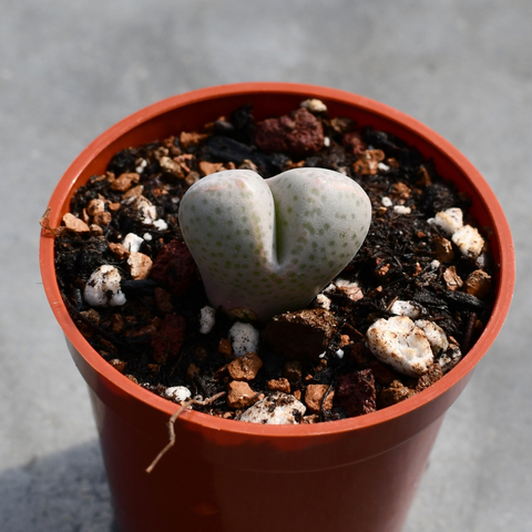 Dinteranthus microspermum