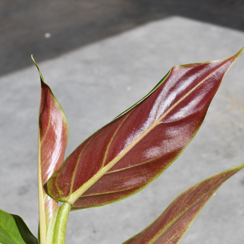 Philodendron subhastatum