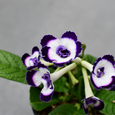 Streptocarpus 'Bristol's Mascara'