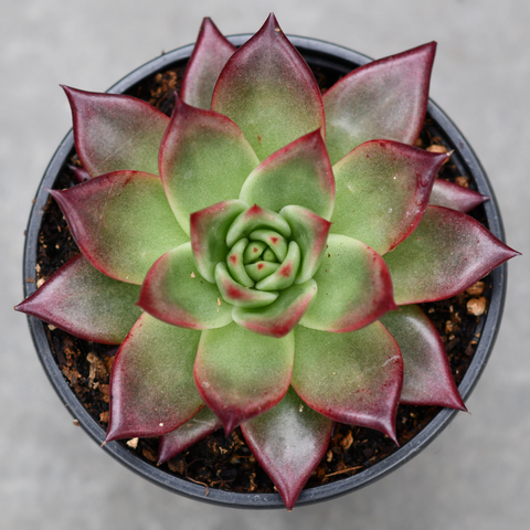 Echeveria agavoides 'Roca'