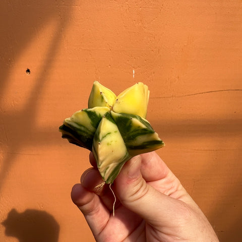 Astrophytum myriostigma variegata