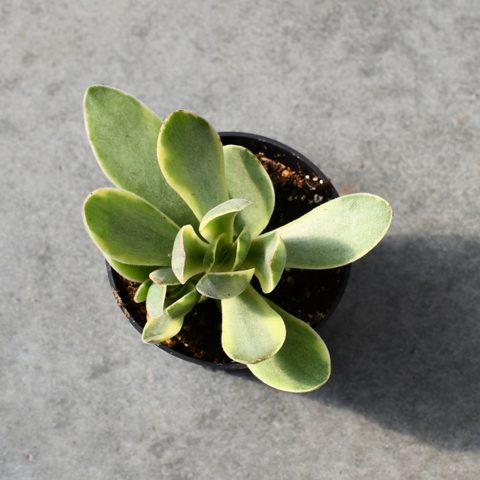 Crassula swaziensis f. variegata 