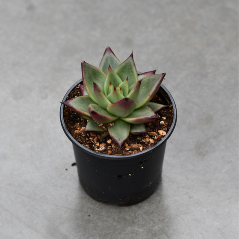 Echeveria agavoides 'Ebony'