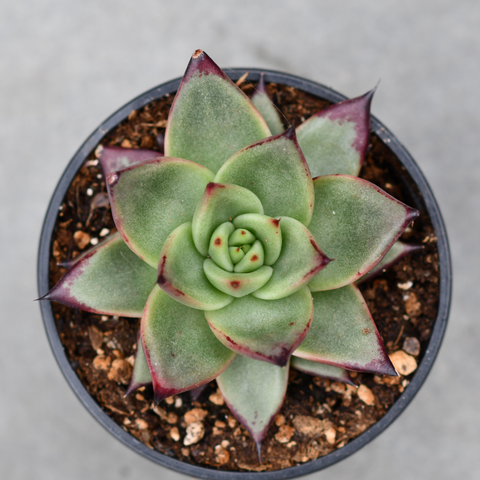 Echeveria agavoides 'Ebony'