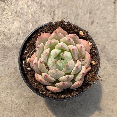 tippy pink succulent Echeveria 'Tippy' – Serres Lavoie