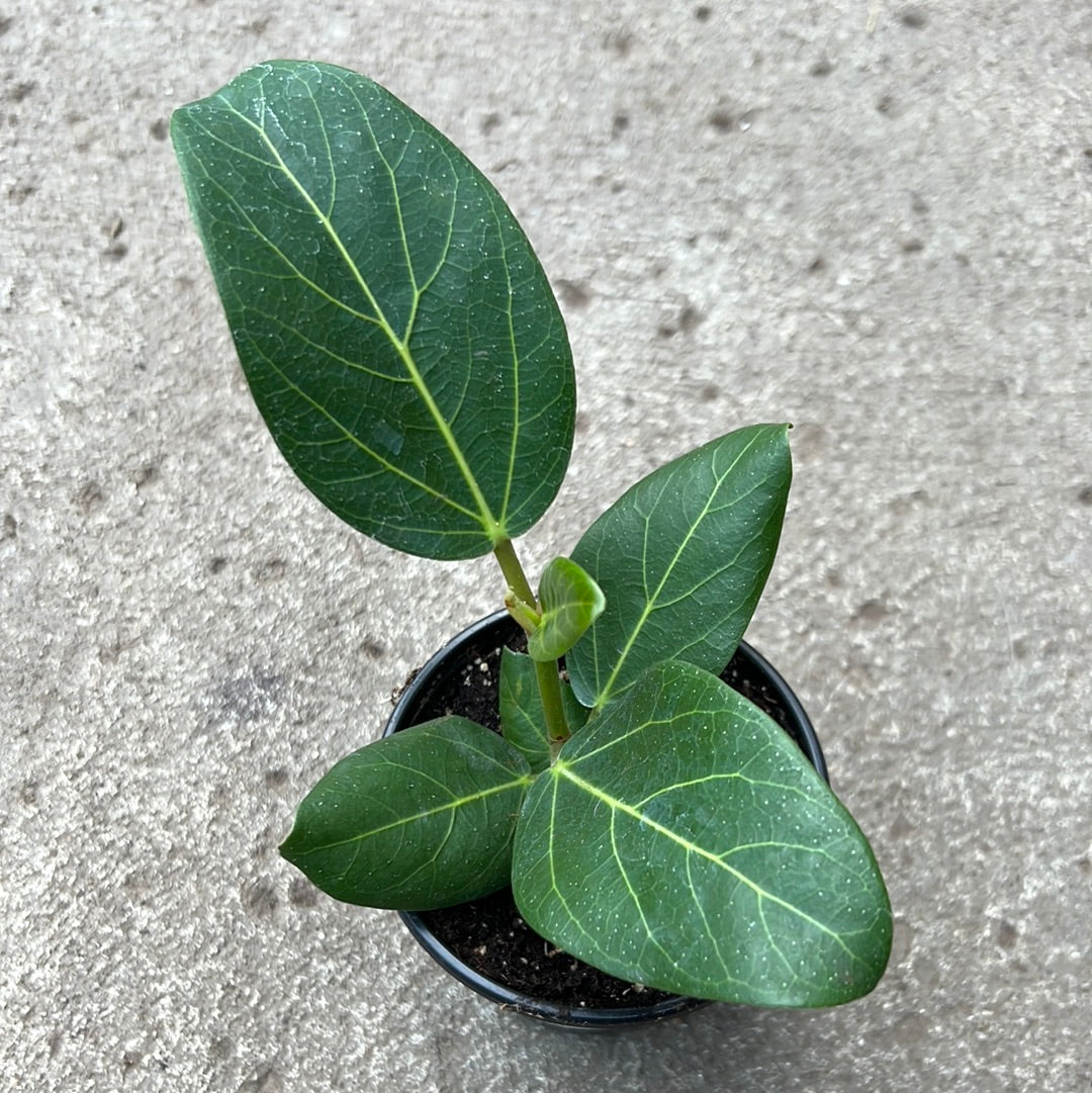 Ficus benghalensis 'Audrey