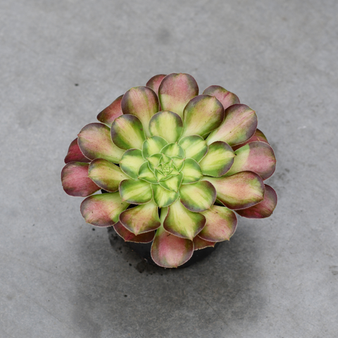 Aeonium 'Prime of Youth'