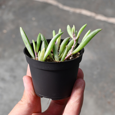 Othonna capensis variegata
