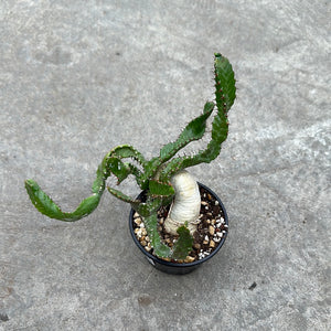 Ouvrir l&#39;image dans le diaporama, Euphorbia stellata
