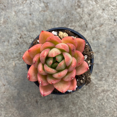 Echeveria agavoides 'Yu Hual'