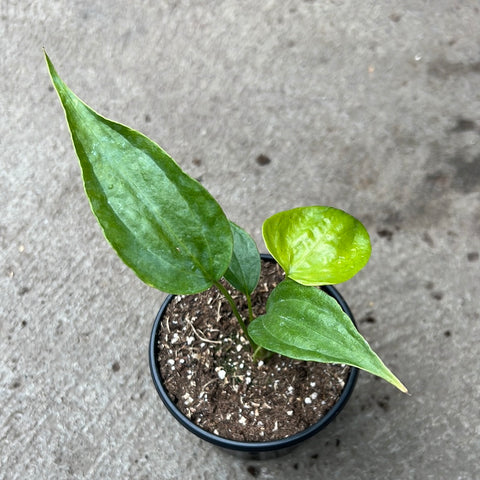 anthurium pedatoradiatum 'fingers' care Anthurium pedatoradiatum 'Finger' – Serres Lavoie